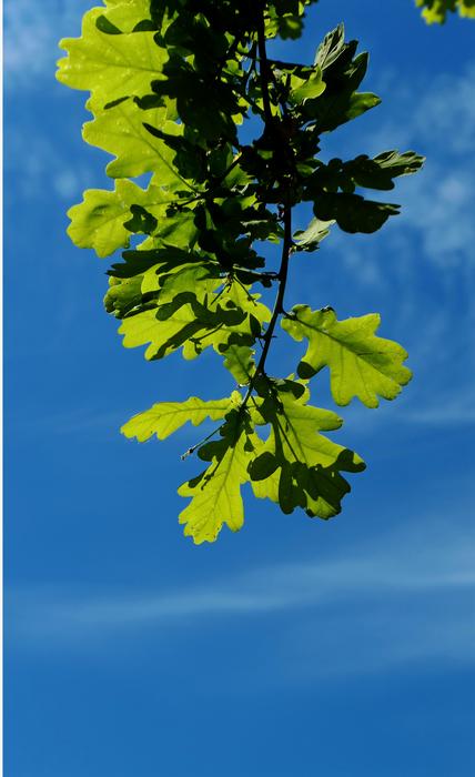 green leaves on a tree branch against the sky