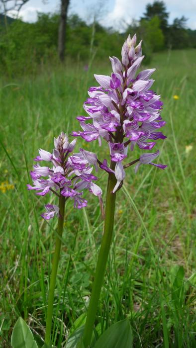 Military Orchid German