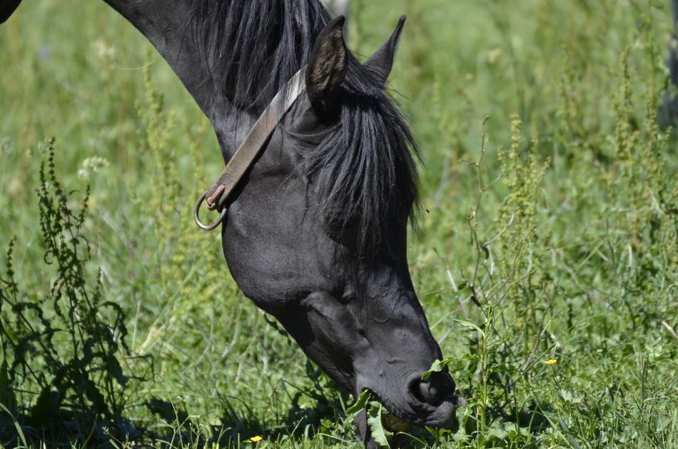 black horse eats grass