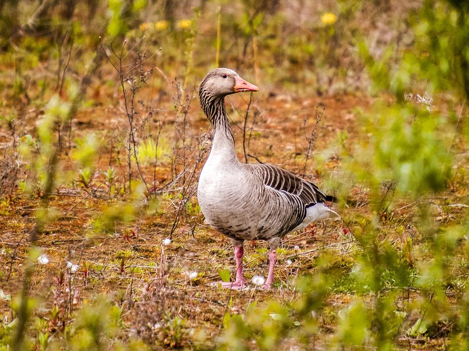 Greylag Goose Geese bird