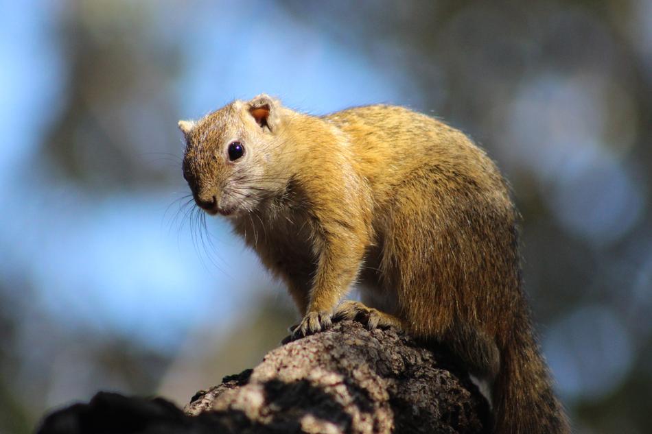 Squirrel Animal fur