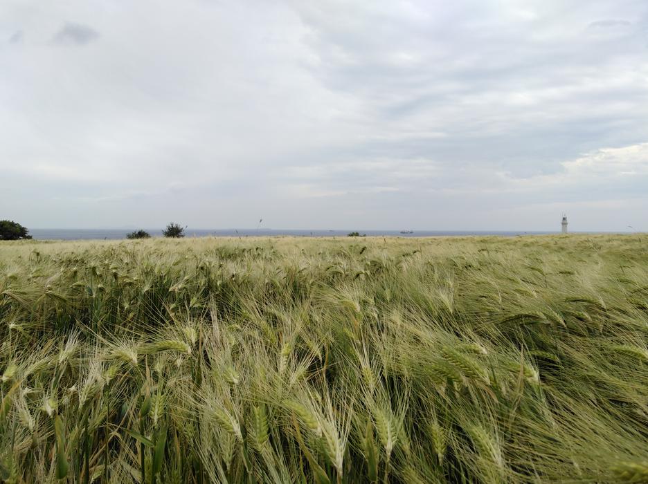 a field with green grass