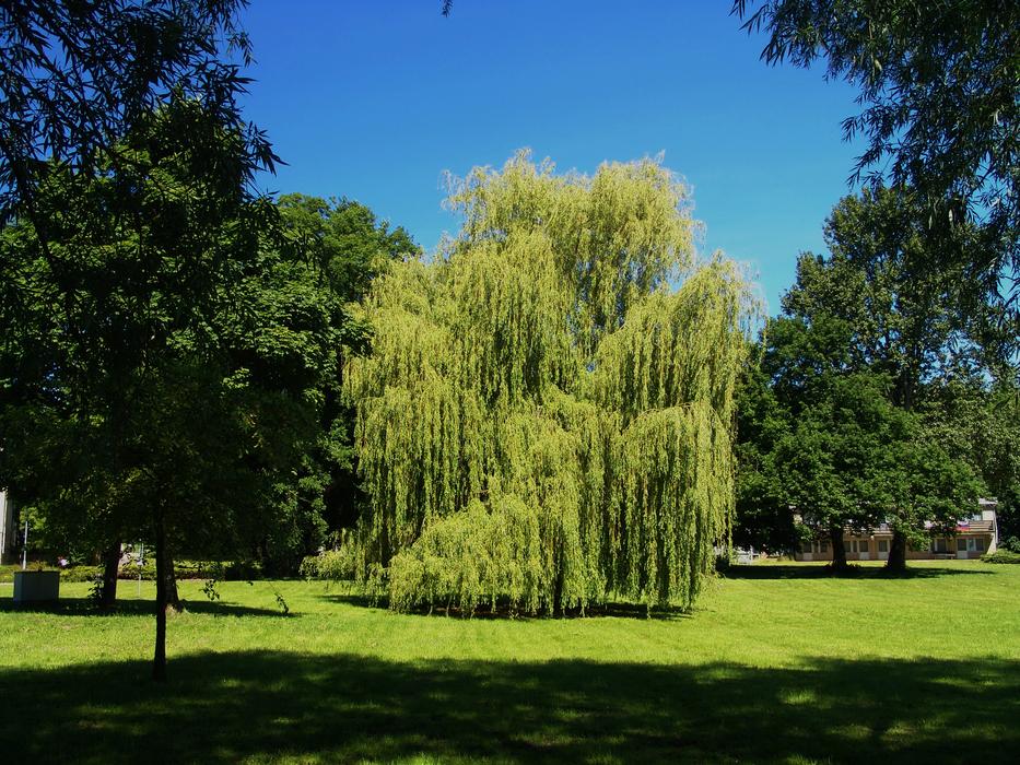 a green tree in a green field