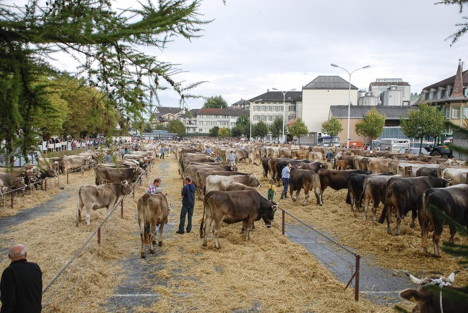 The Cattle Market Cow