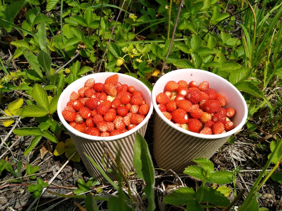 Harvesting strawberries at the cottage