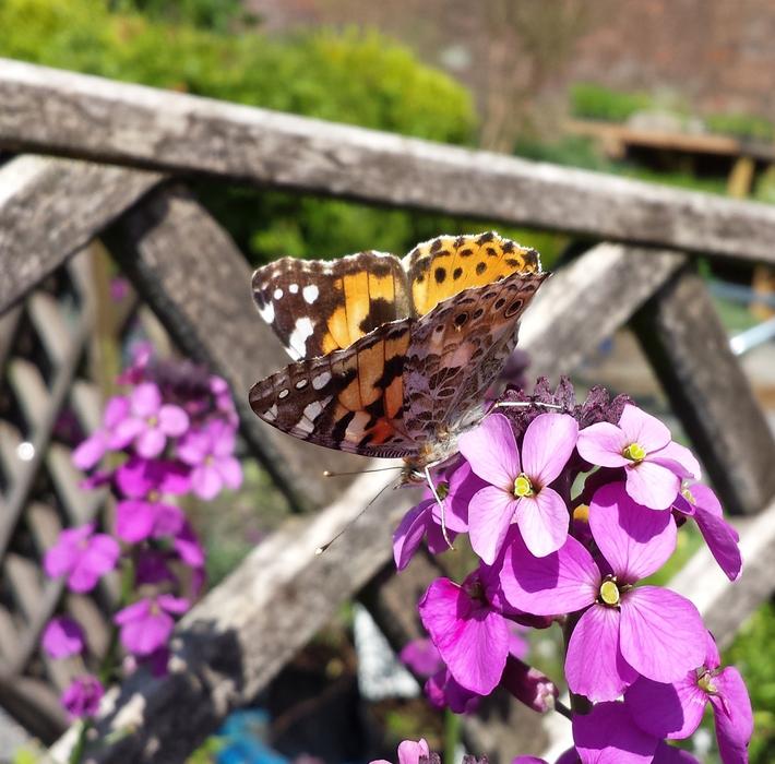 Painted Lady Butterfly Insect