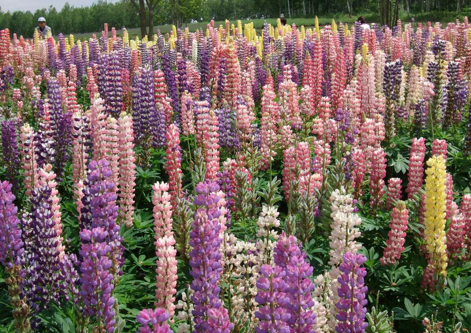 Lu Ice Flower Lupin Color Sea Of