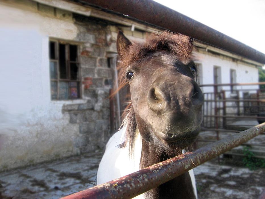 Pony The Head Of A Small Horse