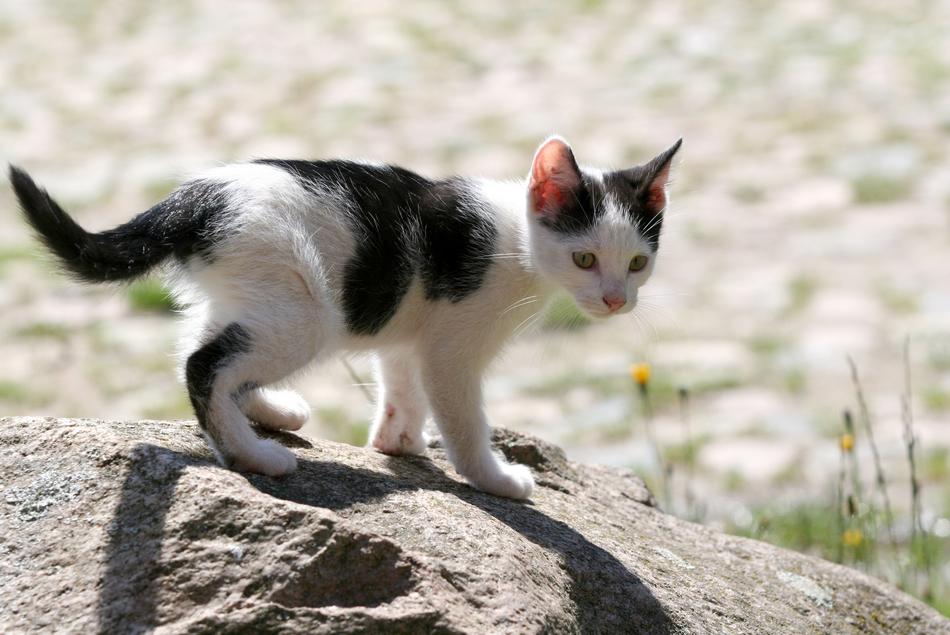 kitten on a large stone on a blurred background