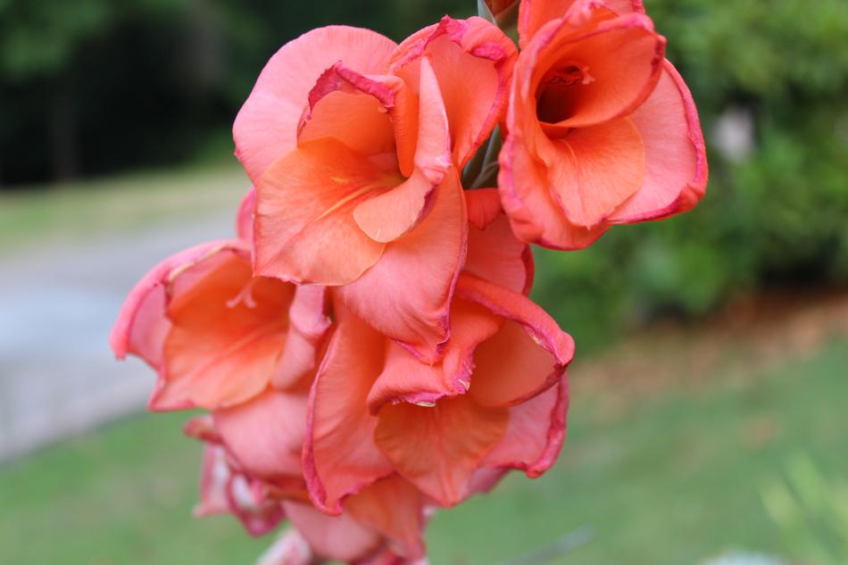 Bloom Gladiolus
