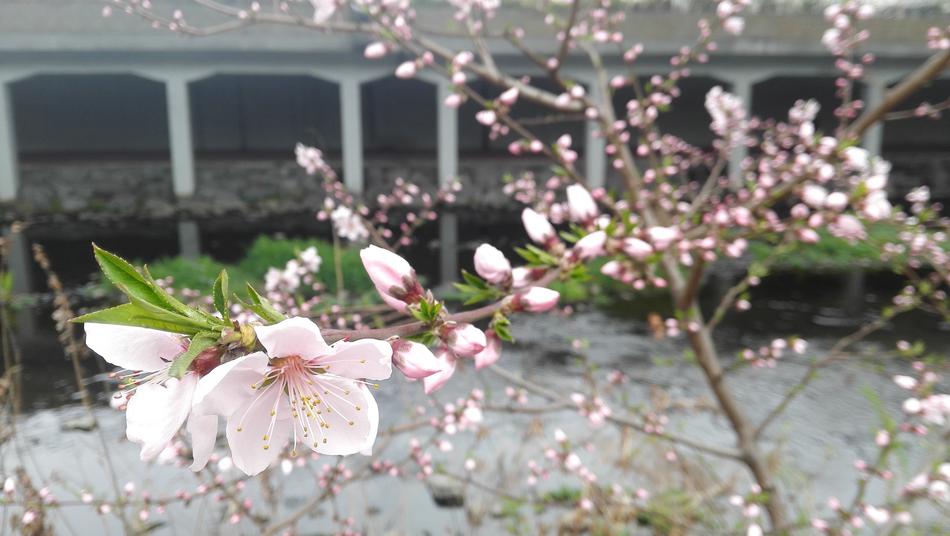 Spring cherry blossoms