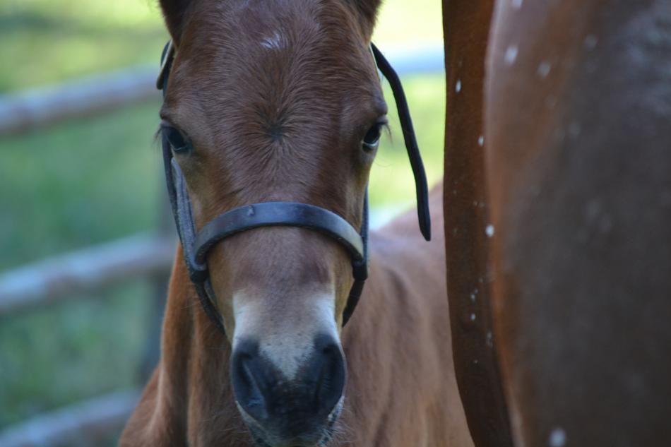 Equine Horse Foal