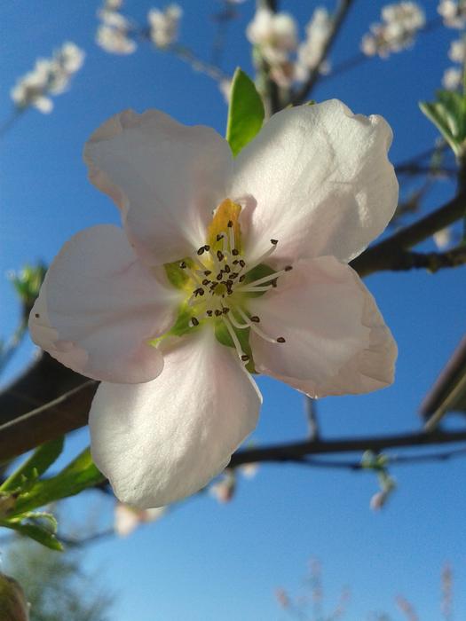 Peach Color Spring