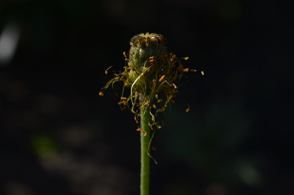 dandelion sprout in the dark