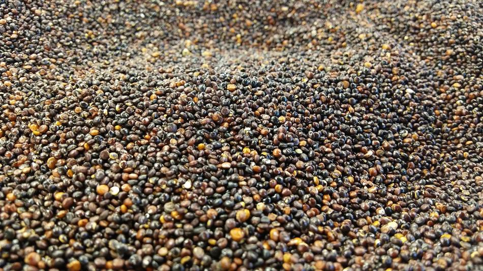 Quinoa Black