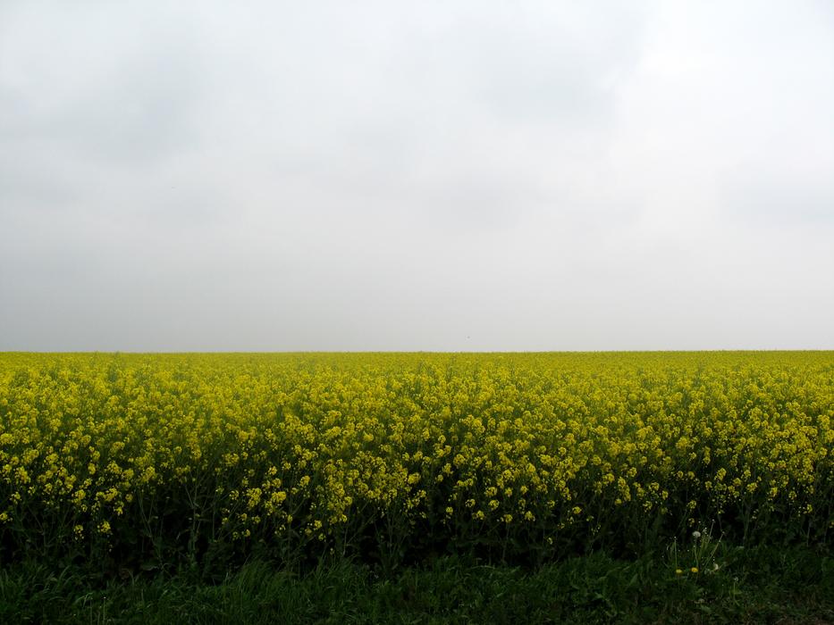 spring blooms in the field