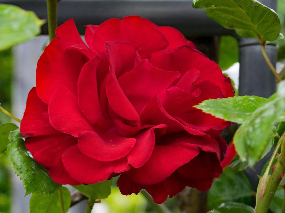 Rose Santana Climbing