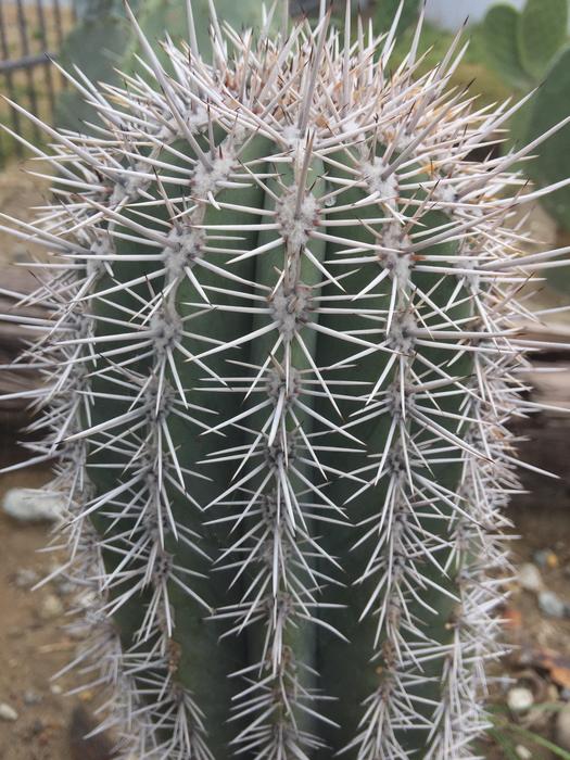 Prickly Sharp Succulent