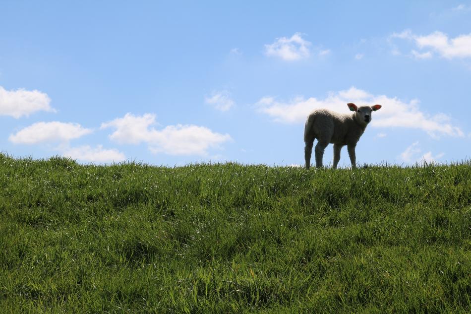 Lamb Dike Sweet Dyke