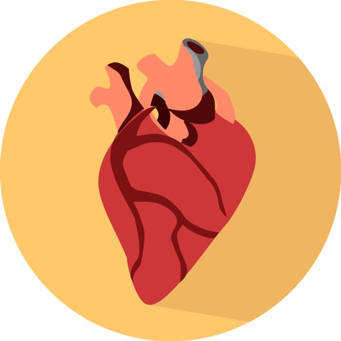 heart body human organ button
