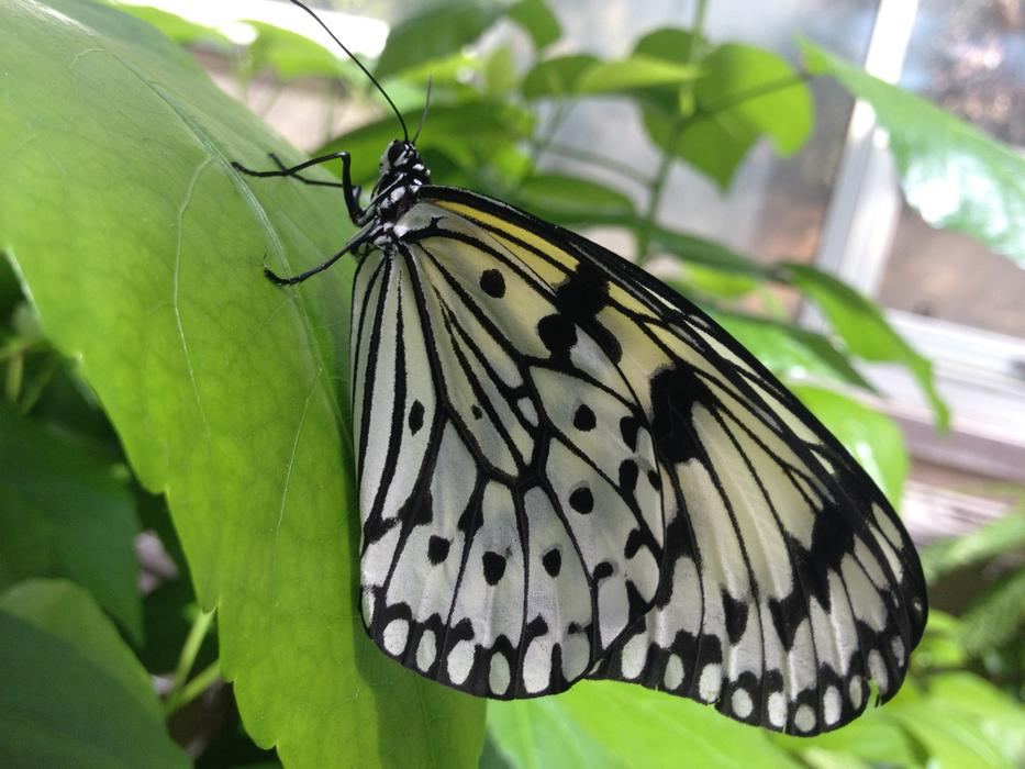 Butterfly Leaf