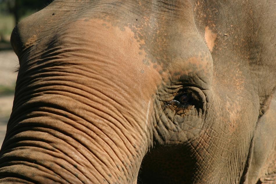 face of an african elephant