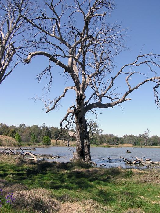 Gum Tree