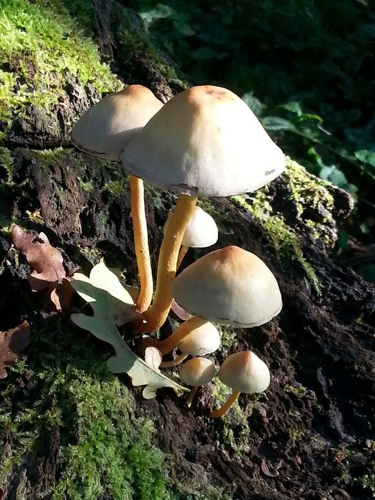 white mushrooms in green grass and soil