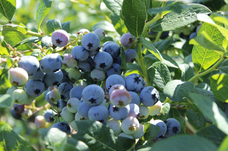 blueberries fresh in the garden