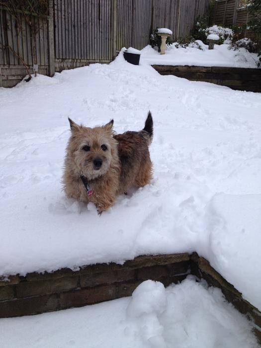 brown terrier in the snow