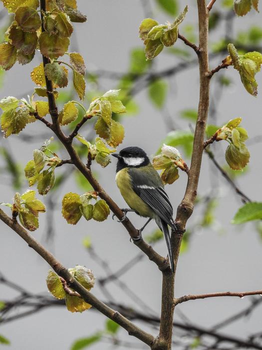 Great Tit Parus Major Bird