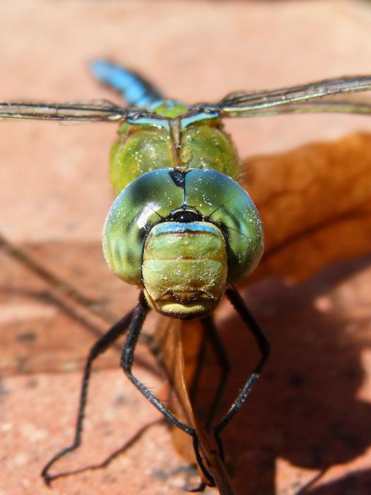 Dragonfly Blue Aeshna