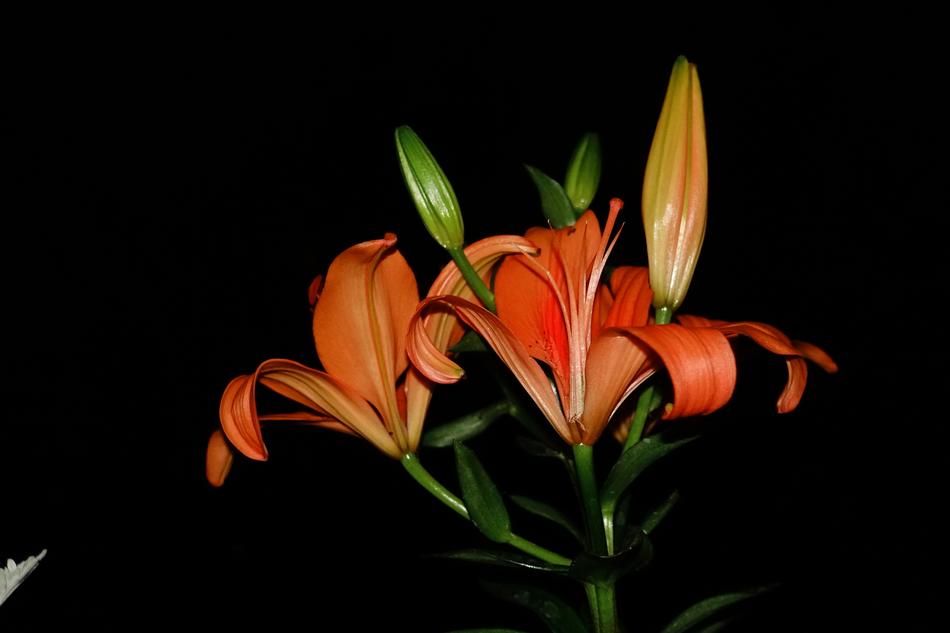beautiful flowers in the dark