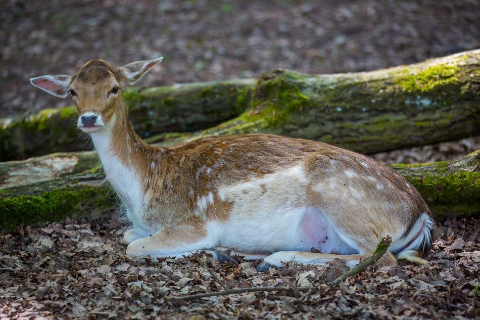 Wild Roe Deer Dybowskiwild