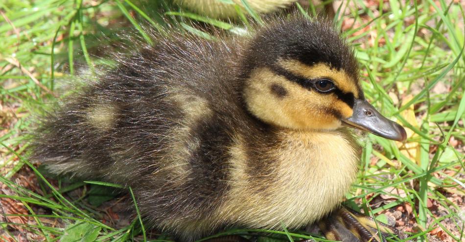 Duckling Duck