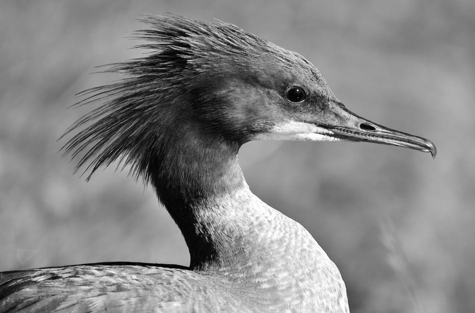 Black and white photo of the beautiful and cute Mergus Merganser, at blurred background
