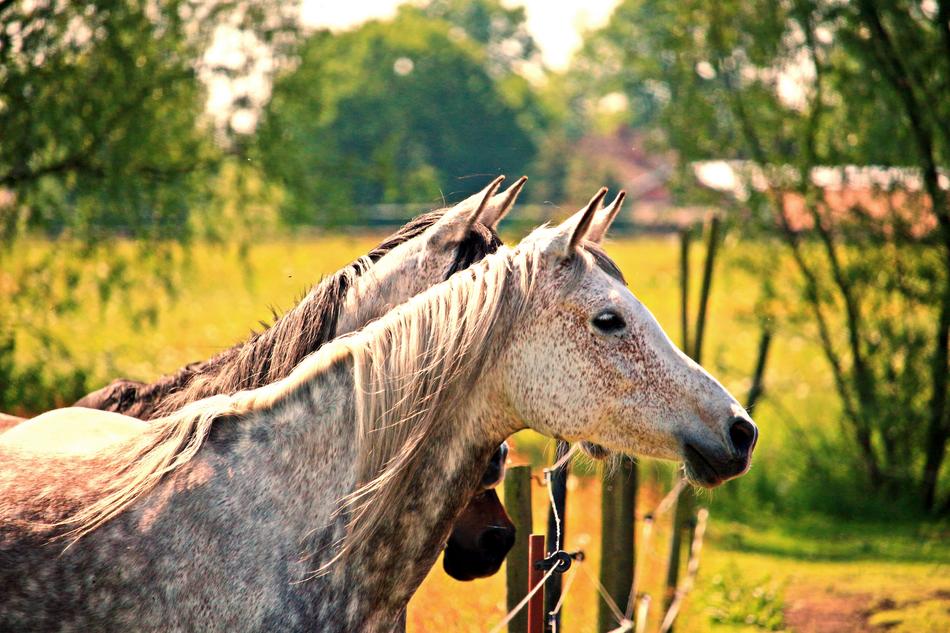 Horse Mold Head Thoroughbred