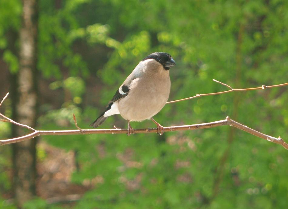 Gimpel Bird Bullfinch