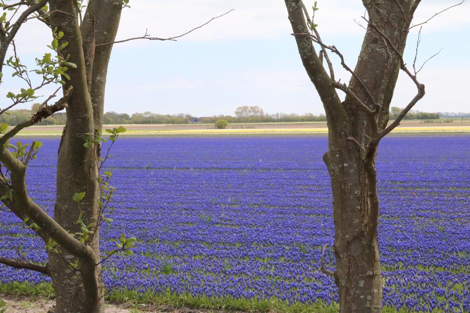 Grape Hyacinth Blue Field Of