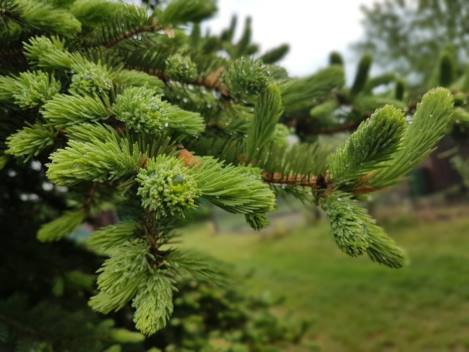 Tree Spring Green