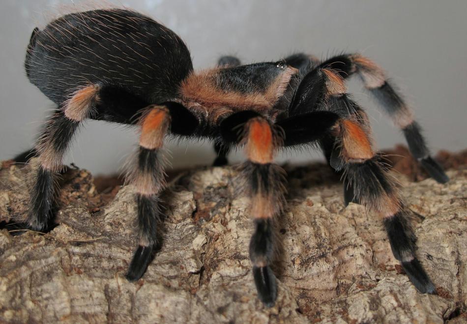 Tarantula Brachypelma Smith