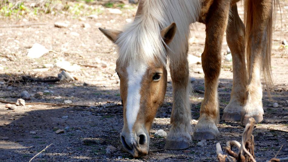 Animal Horse Head