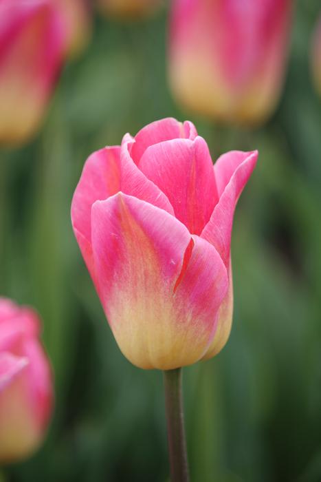 Vanilla Slice Tulip