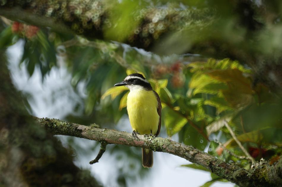 Landscapes Birds The