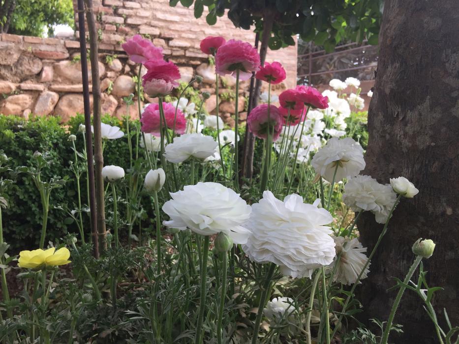 Flowers Alhambra