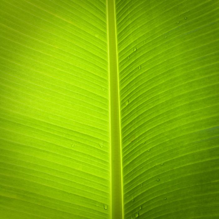 Leaf Banana Tree