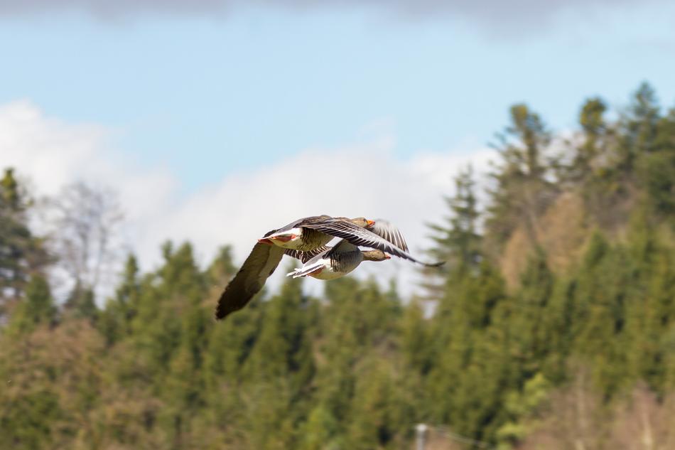 Geese Wild Pair Of Flight