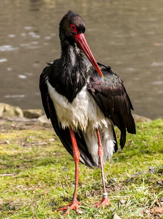 Black Stork on waterside close up