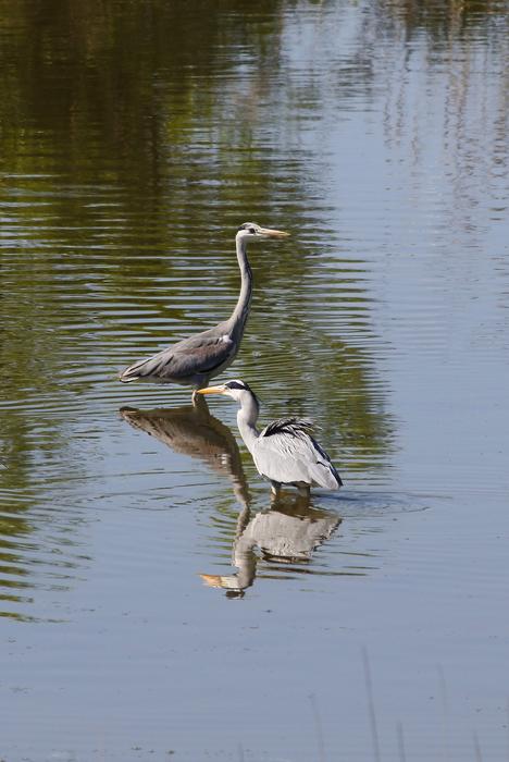 Animal River Waterside Wild