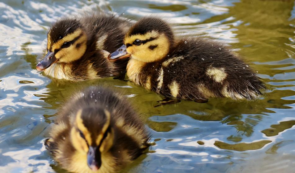 Mallards Chicks Baby in pond free image download